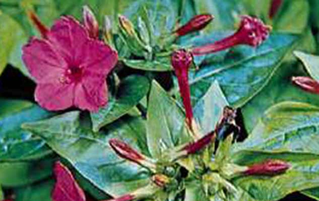 inside5_Flowerforskin