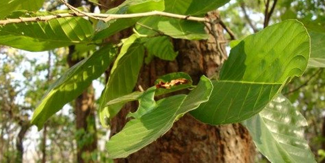 Inside1_shaalbenefits (1)