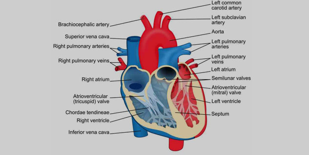 Inside1_valvereplacementsurgery