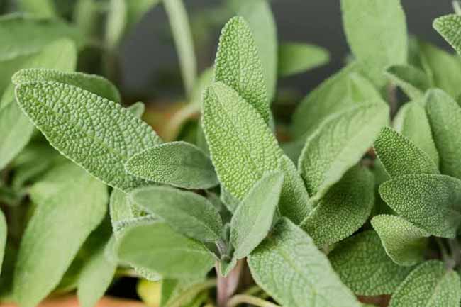 Sage leaves