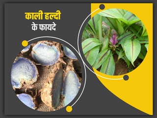 काली हल्दी से सेहत को मिलते हैं ये 8 फायदे, जानें प्रयोग का तरीका