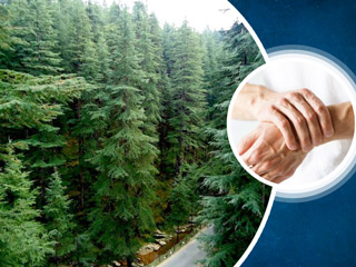 अर्थराइटिस रोगियों के लिए फायदेमंद है देवदार, इन 6 तरीकों से करें इस्तेमाल
