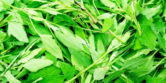 Healthy-Indian-Vegetarian-Alternatives-to-Kale