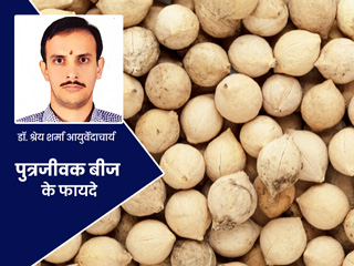 आयुर्वेदाचार्य से जानें पुत्रजीवक बीज के फायदे और प्रयोग का तरीका 
