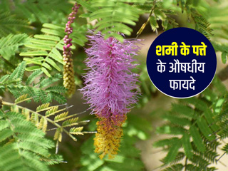शमी के पत्ते के 5 औषधीय फायदे और इस्तेमाल का तरीका