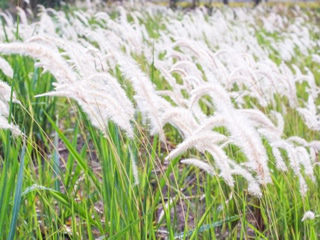 औषधीय गुणों से भरपूर कांस घास (कास) के 8 फायदे और प्रयोग का तरीका जानें आयुर्वेदाचार्य से