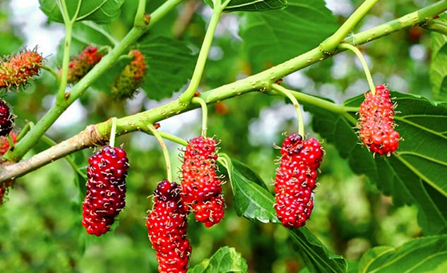 inside1Mulberries