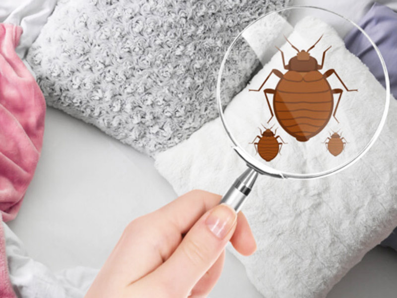 Bed Bugs Are Bad for Health, Learn About Health Problems They Cause and Home Remedies To Get Rid of Them