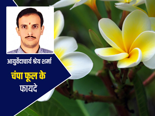 चंपा का फूल है कई बीमारियों में उपयोगी, जानें इसके 5 फायदे और प्रयोग करने का तरीका 