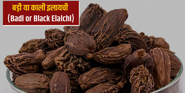 badi elaichi