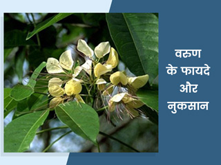 वरुण का पौधा है इन 8 बीमारियों का आयुर्वेदिक इलाज, एक्सपर्ट से जानें इसके फायदे, नुकसान और प्रयोग