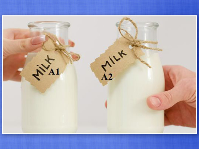 A1 Vs A2 Milk: What’s The Difference? Know Benefits