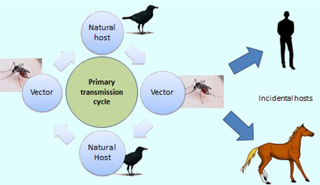 How To Protect Against Vector-Borne Diseases In Monsoon - How To