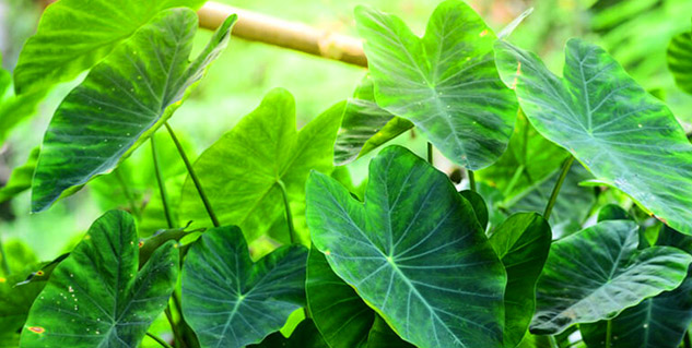 taro leaves benefits