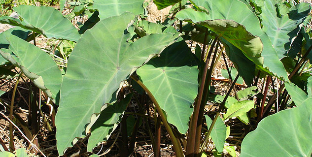 benefits of arbi leaves