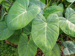 ब्‍लड प्रेशर, मोटापा, कमजोर नजर जैसी कई समस्याओं को ठीक करते हैं अरबी के पत्‍ते, जानें इसके 8 फायदे