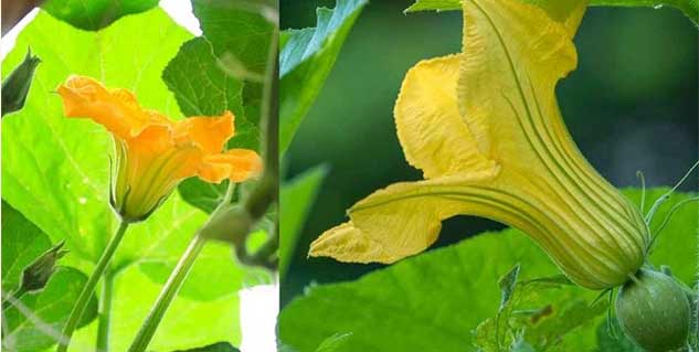Health-Benefits-of-Pumpkin-Flower
