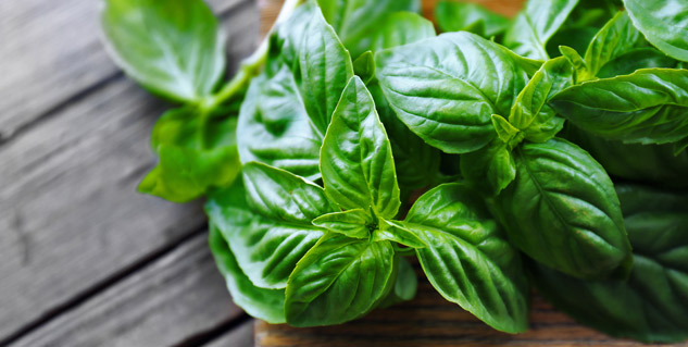 tulsi herbs for stomach pain