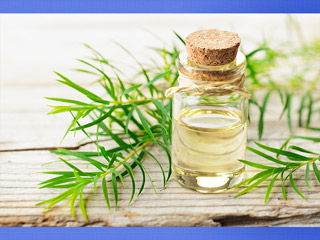 टी ट्री ऑयल (Tea Tree Oil) लगाने से दूर होती हैं बालों की ये 5 समस्याएं 