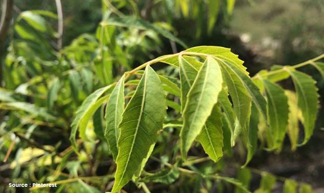 Home-Remedies-for-Ear-Pain-Due-to-Infection