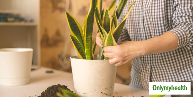 benefits of snake plant