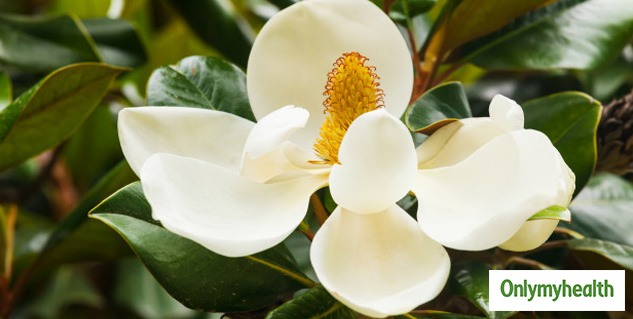 benefits of ficus plant