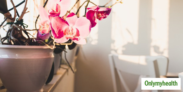 orchid plant benefits