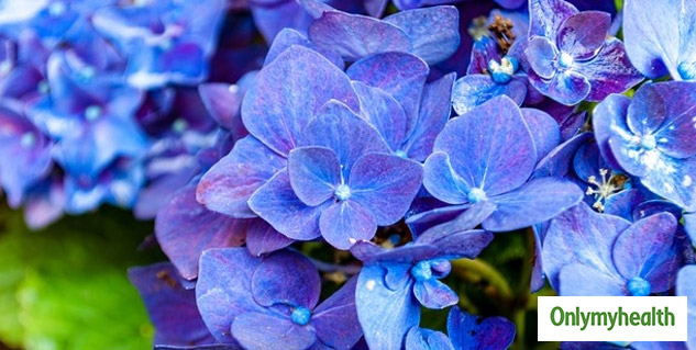 hydrangea plant root uses