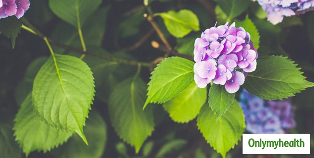 hydrangea flower benefits