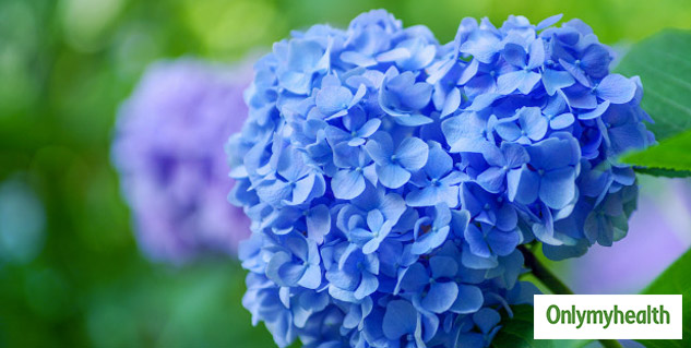 hydrangea uses for health