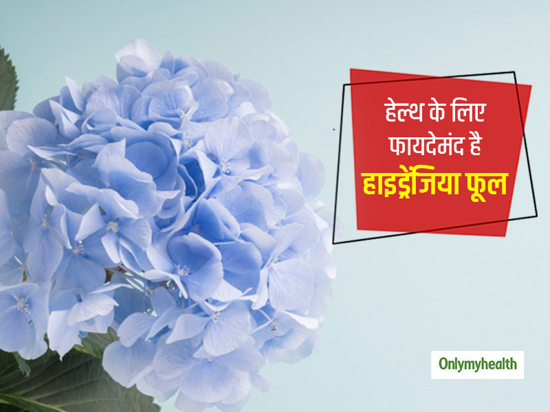 सजावटी फूल 'हाइड्रेंजिया' की जड़ में होते हैं कई जबरदस्त औषधीय गुण, जानें किन समस्याओं में आ सकती है काम
