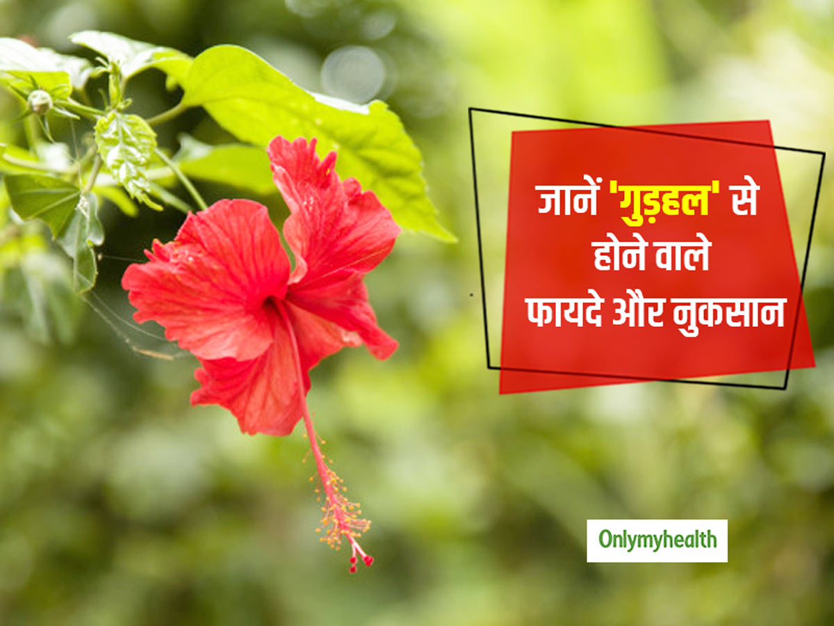 Hibiscus Flower Uses Benefits And