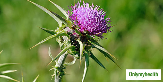 Inside1_milkthistletea1