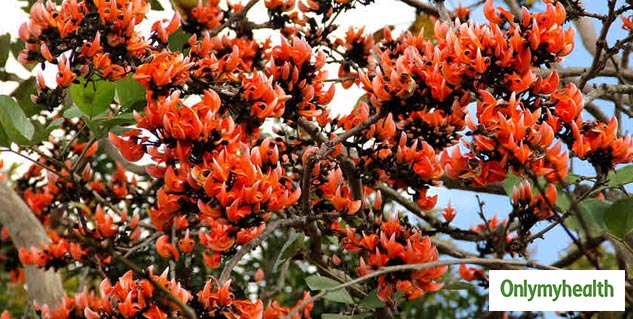 Inside1 (25)_palashkephool