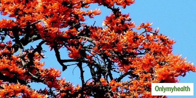 Inside2 (51)_palashkephool