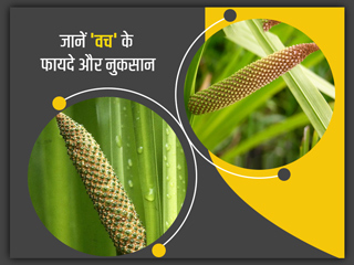 Sweet Flag/Vacha: 'वच' के उपयोग से सेहत को होते हैं ये 8 फायदे, जानें नुकसान भी