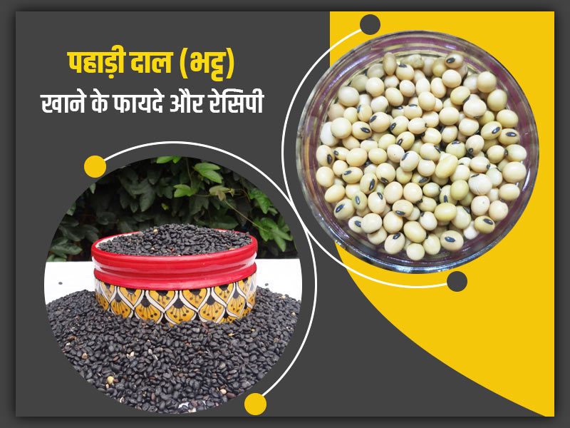 Pahadi Dal Bhatt or Chensu Pulse Benefits And Recipe in hindi | भट्ट की ...