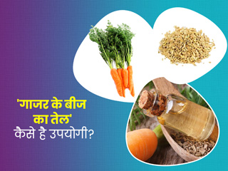 Carrot Seeds Oil: सेहत के लिए कैसे अच्छा है 'गाजर के बीज का तेल'? जानें इसके 6 फायदे और नुकसान