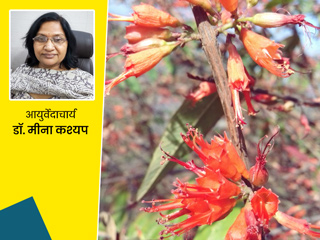 बुखार, दस्त, नकसीर जैसी इन 13 समस्याओं का रामबाण इलाज है धातकी, आयुर्वेदाचार्य से जानें इसके फायदे और प्रयोग