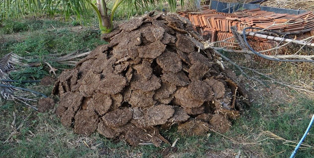 use of cow dung