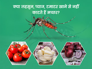क्या सच में काली मिर्च, प्याज, लहसुन जैसी चीजें खाने से कम काटते हैं मच्छर? जानें एक्सपर्ट से
