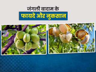 सिरदर्द, जोड़ों में दर्द जैसी कई समस्याओं में फायदेमंद होता है जंगली बादाम, जानें इसके फायदे, नुकसान और प्रयोग