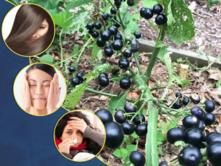 बुखार, पीलिया जैसे रोगों में बहुत फायदेमंद होता है मकोय, जानें इसके 6 जबरदस्त फायदे 