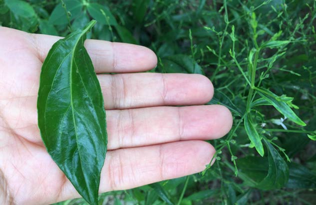 inside2_kalmeghbenefits