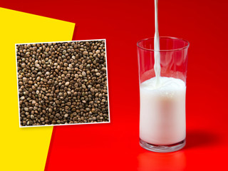 गाय के दूध का बेहतरीन विकल्प है हेम्प मिल्क, जानें इसे घर पर बनाने का तरीका और फायदे-नुकसान