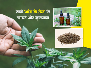 Hemp Seed Oil Benefits: 'भांग का तेल' सेहत के लिए कितना है उपयोगी? जानें इसके नुकसान भी