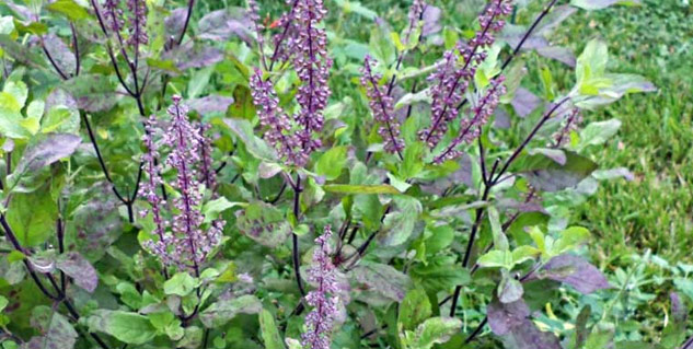 Inside2tulsibenefits