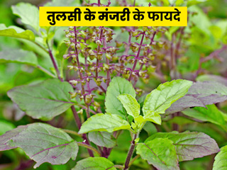 इन 5 तरीकों से शरीर के लिए फायदेमंद हैं तुलसी की मंजरी, जानें इसे इस्तेमाल करने का तरीका