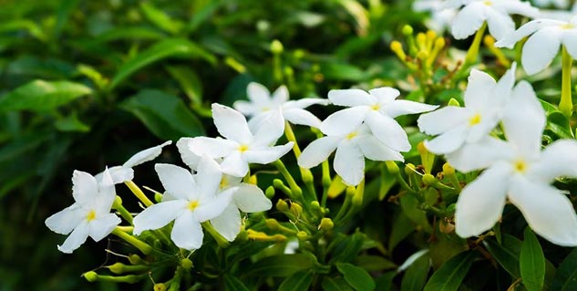 jasmine