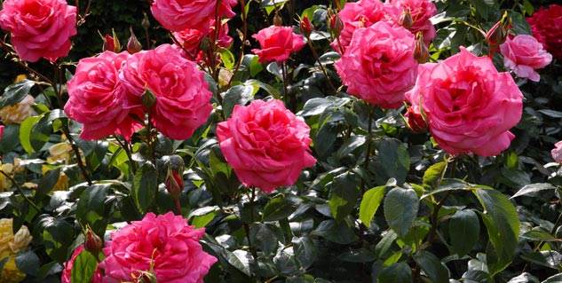 rose